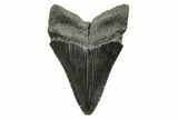 Serrated, Fossil Megalodon Tooth - South Carolina #375849-1